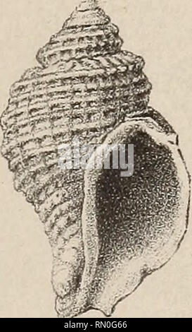 . Annales de la Société royale malacologique de Belgique. Mollusks; Zoology. . Please note that these images are extracted from scanned page images that may have been digitally enhanced for readability - coloration and appearance of these illustrations may not perfectly resemble the original work.. Société royale malacologique de Belgique. [S. l. : s. n. ]