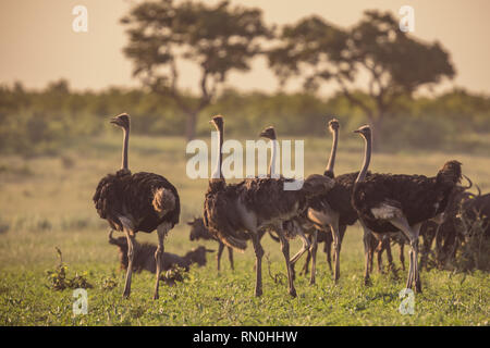 South African Ostrich (Struthio camelus australis) herd at sunset on green savanna in Mooiplaas river bed in bushveld savanna of Kruger national park  Stock Photo