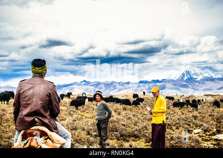 Tagong grassland, China on 12th May 2015 - Tibetan nomads and Yak cattles Stock Photo