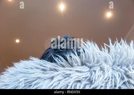 A black cockapoo immersed in a fur rug Stock Photo