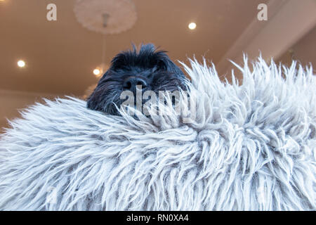 A black cockapoo immersed in a fur rug Stock Photo