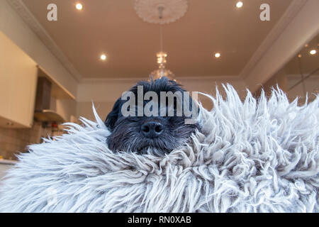 A black cockapoo immersed in a fur rug Stock Photo