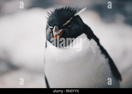 Close up of a Southern Rockhopper Penguin - Eudyptes Chrysocome Stock Photo