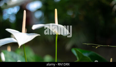 White flamingo Flower, anthurium, tailflower, or boy flower. Stock Photo