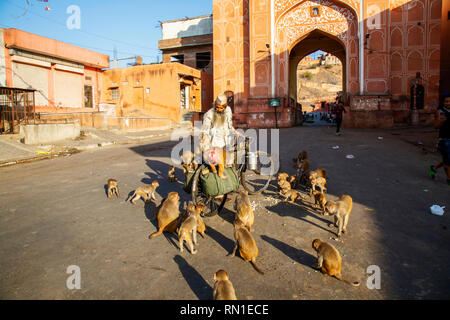 Jaipur, Rajasthan, India, January 20, 2019: Holy Sadhu Baba feeding animals infront of the Monkey Palace Stock Photo