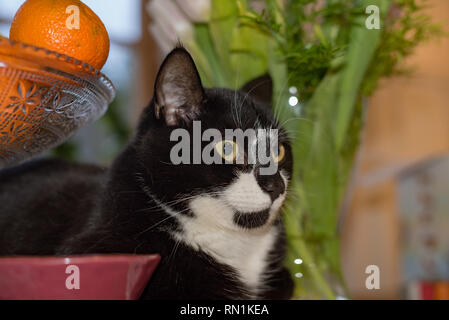 black and white cat lying at table indoors Stock Photo