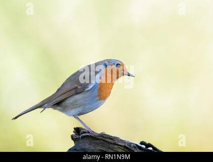 European robin (Erithacus rubecula), United Kingdom Stock Photo