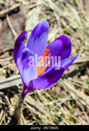 First violet crocus flowers on early spring Carpathian mountains plateau. Stock Photo