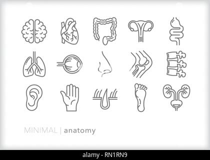 Set of 15 gray anatomy icons of human body parts for education and medical learning, including brain, heart, digestive tract, spine, and lungs Stock Vector