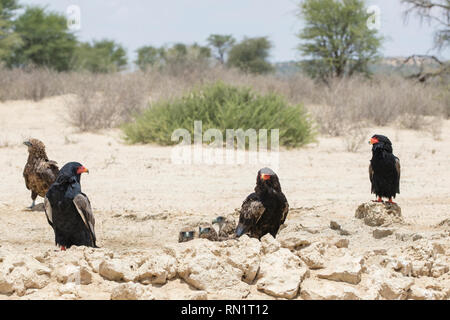 Group of Bateleur Eagles, Terathopius ecaudatus, Kgalagadi Transfrontier Park, Northern Cape, South Africa cooling off at a waterhole on a scorching s Stock Photo