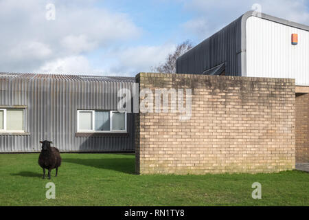 Aberystwyth, Wales, UK. 16th February 2019. Sheep on an Industrial Site,Aberystwyth,Wales,UK.Sheep,mother with  lambs at Glanyrafon Industrial Estate,Llanbadarn Fawr,Aberystwyth,Ceredigion,Wales,UK. The sheep graze on the lawns on the industrial estate.The sheep have regularly 'escaped' from nearby fields saving on feeding costs. Credit: Paul Quayle/Alamy Live News Stock Photo