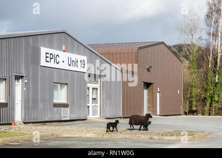 Aberystwyth, Wales, UK. 16th February 2019. Sheep on an Industrial Site,Aberystwyth,Wales,UK.Sheep,mother with  lambs at Glanyrafon Industrial Estate,Llanbadarn Fawr,Aberystwyth,Ceredigion,Wales,UK. The sheep graze on the lawns on the industrial estate.The sheep have regularly 'escaped' from nearby fields saving on feeding costs. Credit: Paul Quayle/Alamy Live News Stock Photo