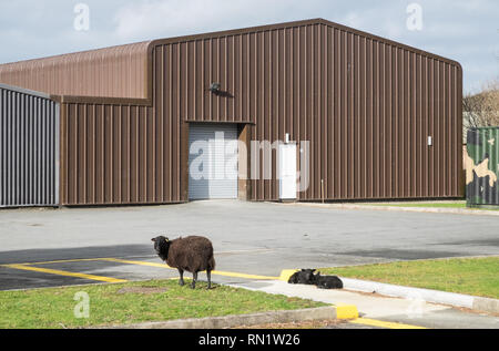 Aberystwyth, Wales, UK. 16th February 2019. Sheep on an Industrial Site,Aberystwyth,Wales,UK.Sheep,mother with  lambs at Glanyrafon Industrial Estate,Llanbadarn Fawr,Aberystwyth,Ceredigion,Wales,UK. The sheep graze on the lawns on the industrial estate.The sheep have regularly 'escaped' from nearby fields saving on feeding costs. Credit: Paul Quayle/Alamy Live News Stock Photo