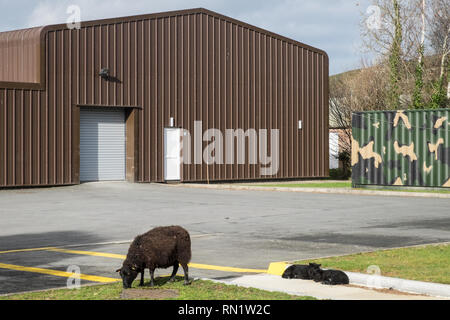 Aberystwyth, Wales, UK. 16th February 2019. Sheep on an Industrial Site,Aberystwyth,Wales,UK.Sheep,mother with  lambs at Glanyrafon Industrial Estate,Llanbadarn Fawr,Aberystwyth,Ceredigion,Wales,UK. The sheep graze on the lawns on the industrial estate.The sheep have regularly 'escaped' from nearby fields saving on feeding costs. Credit: Paul Quayle/Alamy Live News Stock Photo