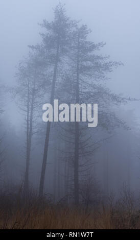Trinity Hill, East Devon, UK. 16th February 2019. UK Weather:  Thick fog envelopes the woodland at East Devon beauty spot Trinity Hill. Tall trees loom eerily from the fog.  Credit: PQ/Ģ����ý Live News Stock Photo