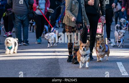 Los Angeles, USA. 16th Feb, 2019. Dogs take part in pets run at Los Angeles Chinatown Firecracker Run 2019 in Los Angeles, the United States, Feb. 16, 2019. Credit: Qian Weizhong/Xinhua/Alamy Live News Stock Photo