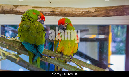 two red fronted macaw parrots sitting together on a branch, tropical and critically endangered birds from Bolivia Stock Photo