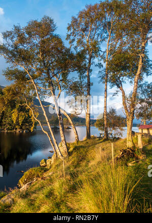 Evening sun shines on Scots Pine trees on the shore of Loch Ossian, beside the remote SYHA Youth Hostel, on the Corrour estate in the Highlands of Sco Stock Photo