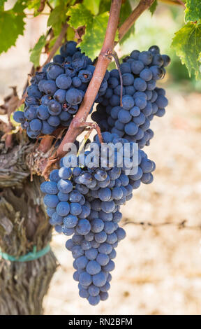 Ripe Brunello grapes, Sangiovese, growing on vine at wine estate in region Tuscany, Italy Stock Photo