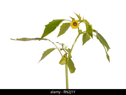 Open flower, leaves and developing buds of a tomatillo (Physalis philadelphica or ixocarpa) isolated against a white background Stock Photo