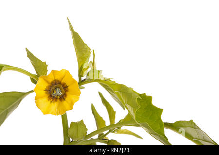 Close-up of an open flower, leaves and developing buds of a tomatillo (Physalis philadelphica or ixocarpa) isolated against a white background Stock Photo