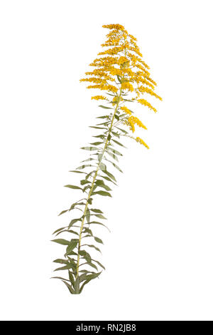 Stem with leaves and yellow flowers of goldenrod (probably Solidago canadensis or S. altissima) isolated against a white background Stock Photo