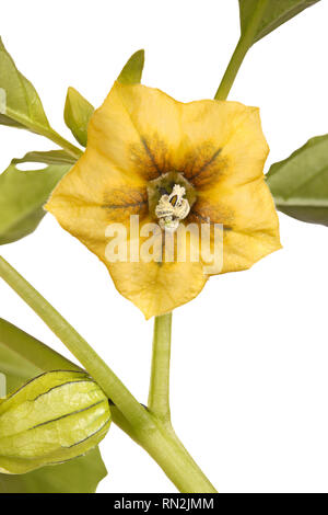 Close-up of an open flower, leaves and developing bud of a tomatillo (Physalis philadelphica or ixocarpa) isolated against a white background Stock Photo