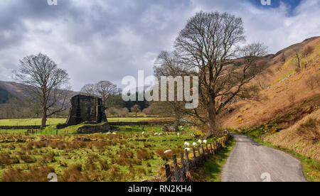 Sheep graze beside the ruined iron age stone broch house in the valley floor of Gleann Beag near Glenelg village under the mountains of the Highlands  Stock Photo