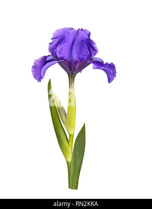 Stem with leaveas and single flower of a dark purple, dwarf bearded iris cultivar (Iris germanica) isolated against a white background Stock Photo