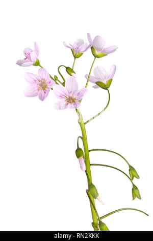 Stem with several open flowers of the spring beauty wildflower (Claytonia virginica) isolated against a white background Stock Photo
