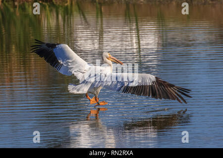 A American white pelican (Pelecanus erythrorhynchos)  a large aquatic soaring bird landing on water in a lake Stock Photo