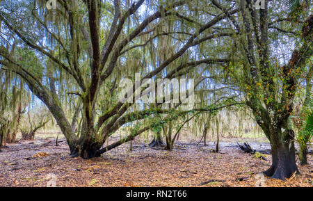 Moss covered trees in Myakka River State Park in Sarasota Florida in the United States Stock Photo