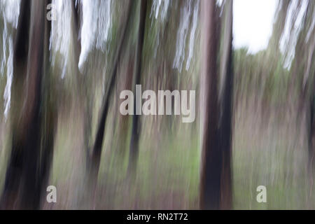 Abstract motion blurred dark gloomy trees in woods Stock Photo