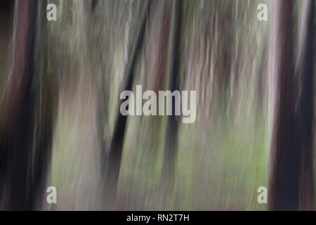 Abstract motion blurred dark gloomy trees in woods Stock Photo