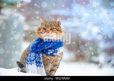 Portrait of a cat wearing a scarf in snowy winter near fir tree Stock Photo