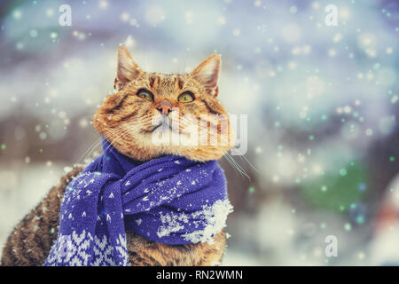 Portrait of a cat wearing a scarf in snowy winter near fir tree Stock Photo