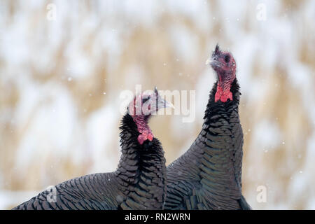 Rio Grande Wild Turkey, Meleagris gallopavo intermedia), Bosque del Apache National Wildlife Refuge, New Mexico, USA. Stock Photo