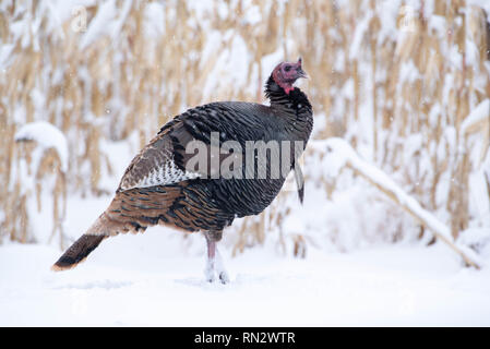 Rio Grande Wild Turkey, Meleagris gallopavo intermedia), Bosque del Apache National Wildlife Refuge, New Mexico, USA. Stock Photo