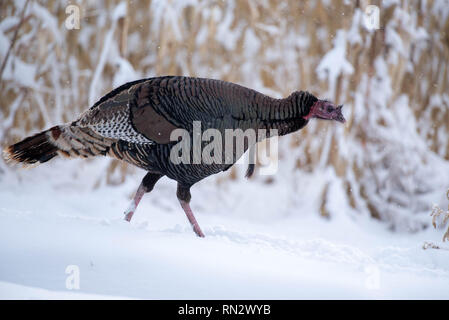 Rio Grande Wild Turkey, Meleagris gallopavo intermedia), Bosque del Apache National Wildlife Refuge, New Mexico, USA. Stock Photo