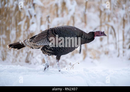 Rio Grande Wild Turkey, Meleagris gallopavo intermedia), Bosque del Apache National Wildlife Refuge, New Mexico, USA. Stock Photo