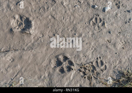 Dog paw prints on muddy footpath. Metaphor pet ownership, dog ownership. Also 'stick in the mud', muddy texture, muddy surface, mud, winter season mud Stock Photo