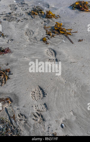 Human footprint on sandy beach. Stock Photo