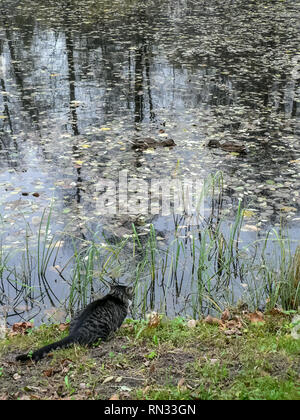 The stripy black and gray cat sits on the ground in the grass near the pond in late autumn. It looks at two ducks in the pond Stock Photo