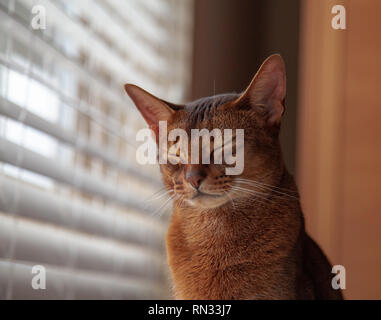Purebred Abyssinian eyes closed while sitting at window Stock Photo