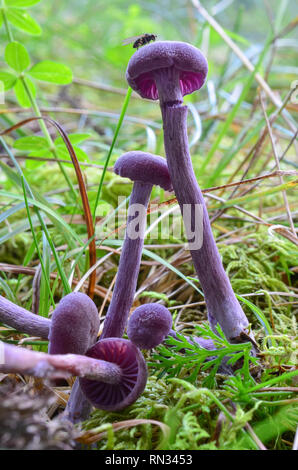 Amethyst Deceiver or Laccaria amethystina mushrooms in natural habitat, edible but very small, usually used for meal decoration for its beautiful, pur