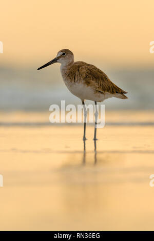 Willet (Tringa semipalmata) waking the beach at the edge of the waves. Stock Photo