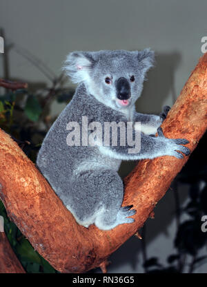 Baby Koala bear pauses in his climb, up a Eucalyptus Tree, to look at the camera.  Bear's mouth is open. Stock Photo