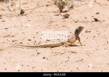 Blue headed ground agama, Agama agama aculeata, male in breeding colors Kgalagadi, Transfrontier Park, Northern Cape, South Africa on sandy ground Stock Photo