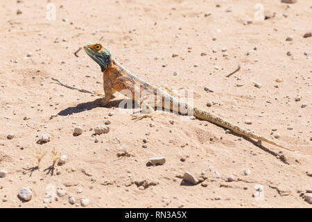 Blue headed ground agama, Agama agama aculeata, male in breeding colors Kgalagadi, Transfrontier Park, Northern Cape, South Africa on sandy ground Stock Photo