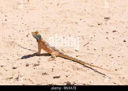 Blue headed ground agama, Agama agama aculeata, male in breeding colors Kgalagadi, Transfrontier Park, Northern Cape, South Africa on sand near Nossob Stock Photo